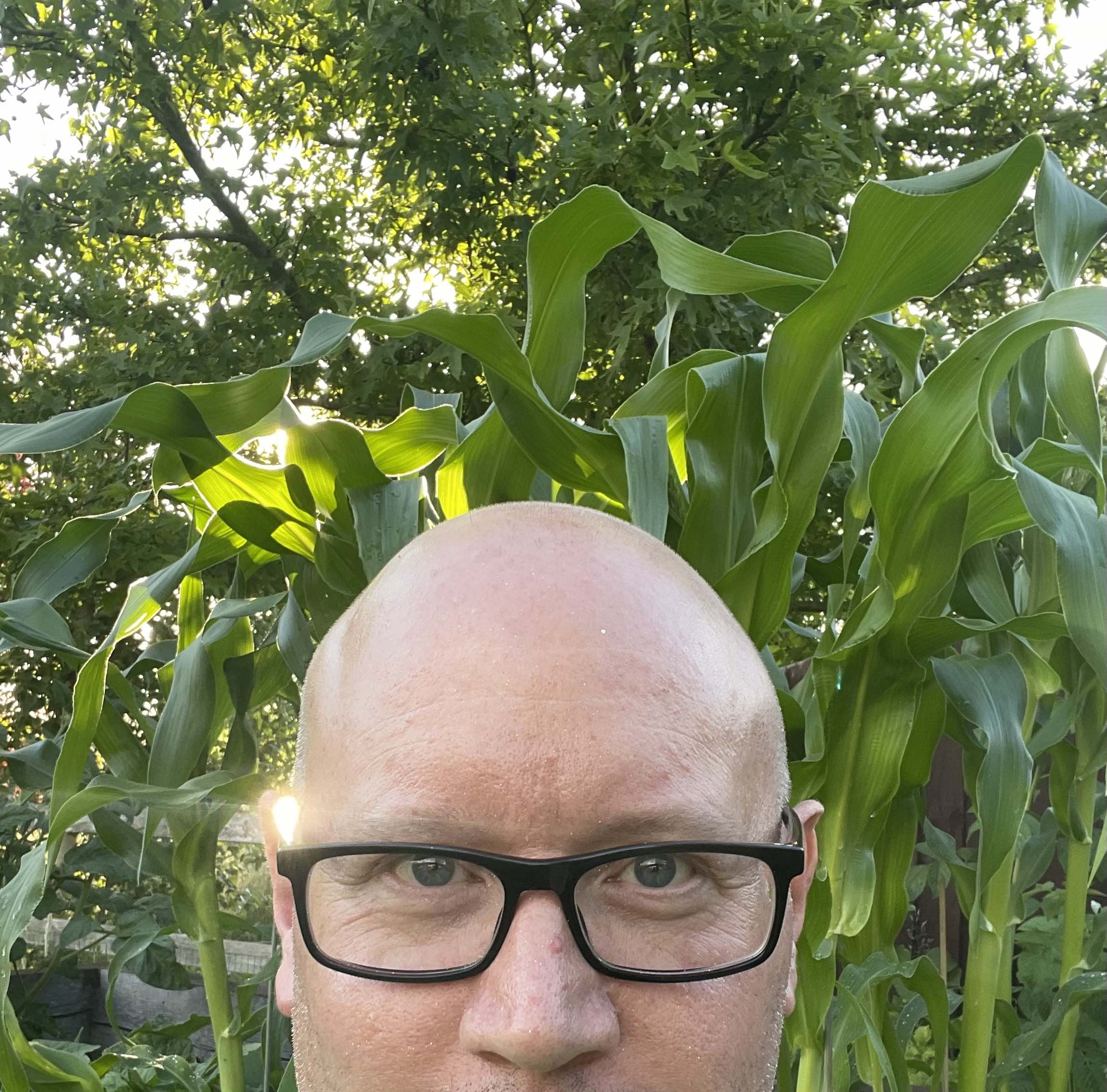 rumcake head shot above his mouth with lush green sweetcorn growing behind on a summer's day